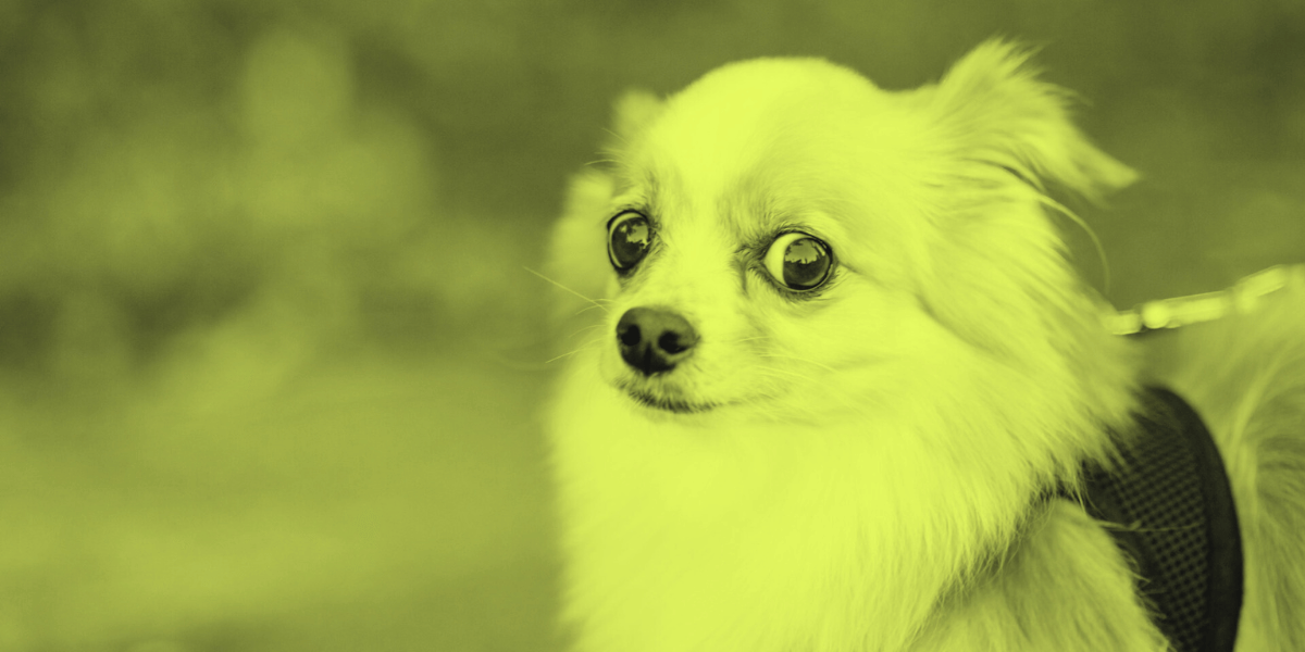 B2B Produktseiten & Consumer Confusion Verwirrter Hundi