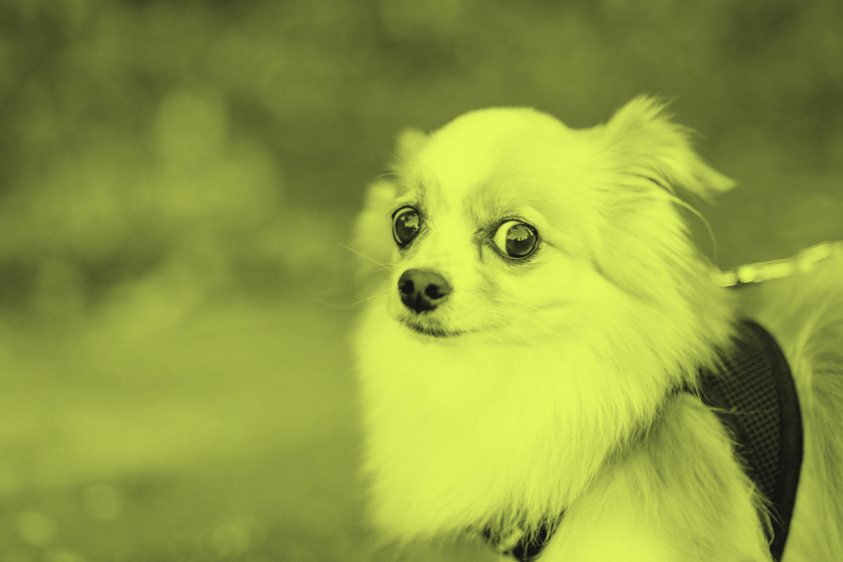 B2B Produktseiten & Consumer Confusion Verwirrter Hundi